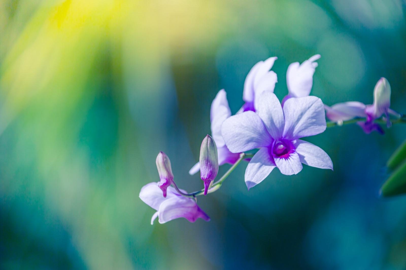 Purple orchids against soft teal foliage