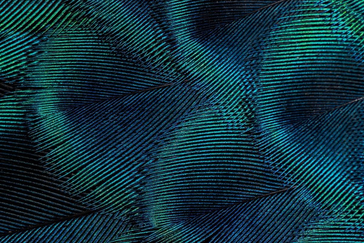 Close-up of iridescent teal and indigo peacock feathers