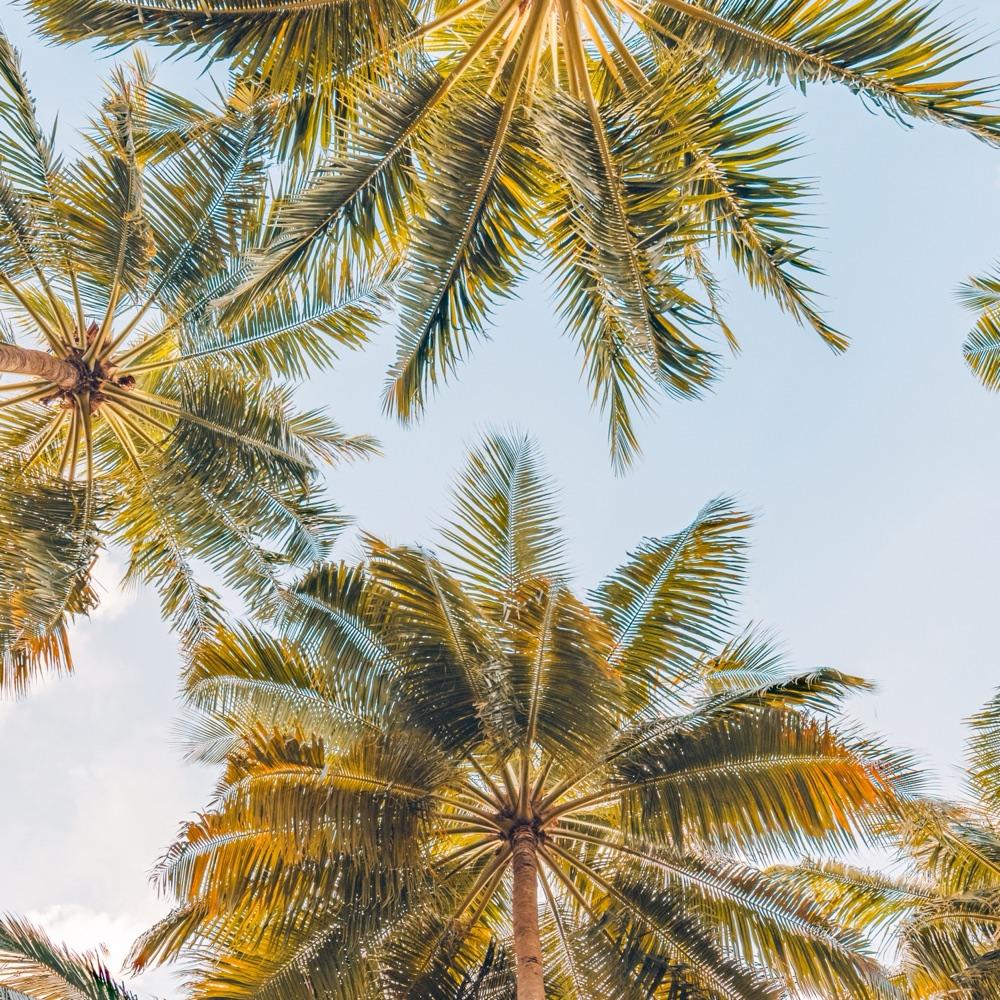 Sunlit palm canopy against a bright Florida sky
